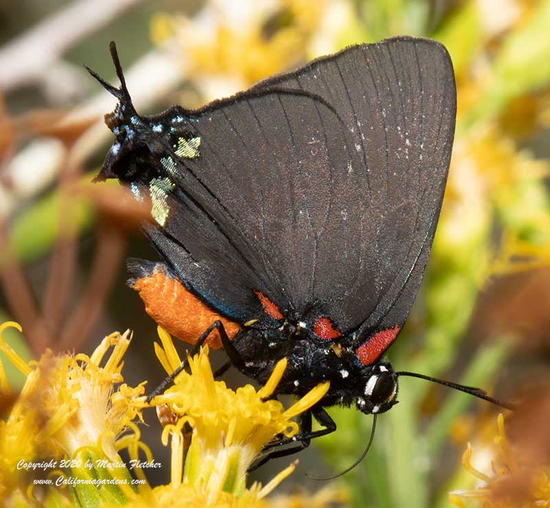 Great Purple Hairstreak