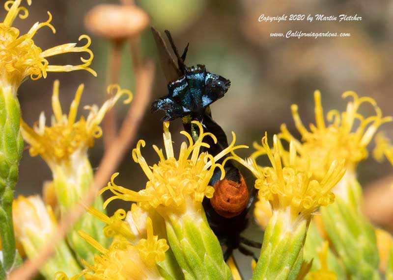 Great Purple Hairstreak