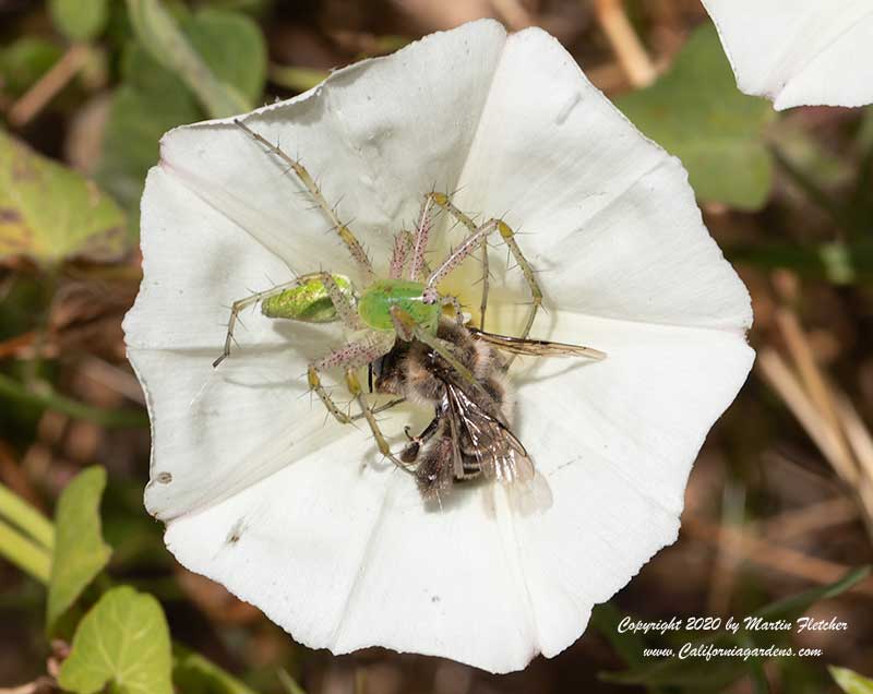 Green Lynx Spider, Ligated Furrow Bee