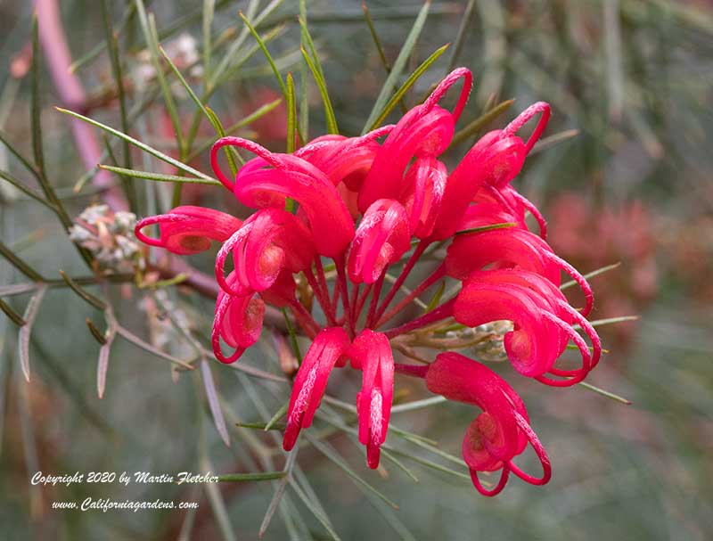 Grevillea Bonfire