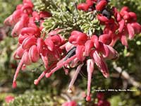 Grevillea lanigera Coastal Gem, Coastal Gem Grevillea