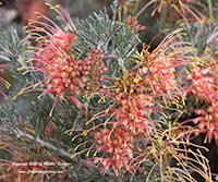 Grevillea Gilt Dragon, Gilt Dragon Grevillea