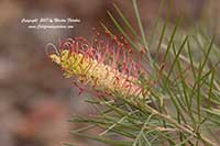 Grevillea King's Rainbow, King's Rainbow Grevillea