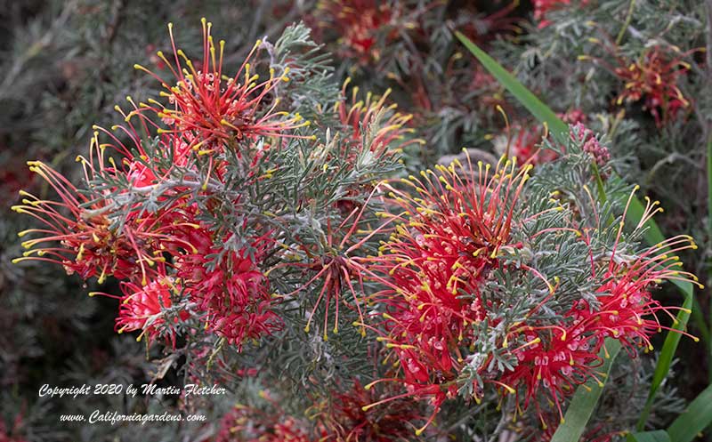 Grevillea Magic Lantern