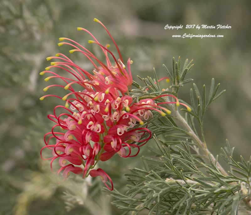 Grevillea Magic Lantern