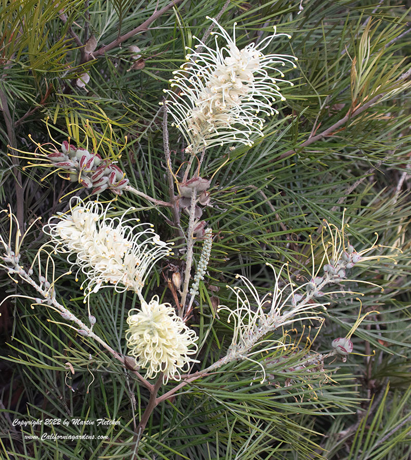 Grevillea Moonlight