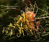 Grevillea Peaches and Cream, Peaches and Cream Grevillea