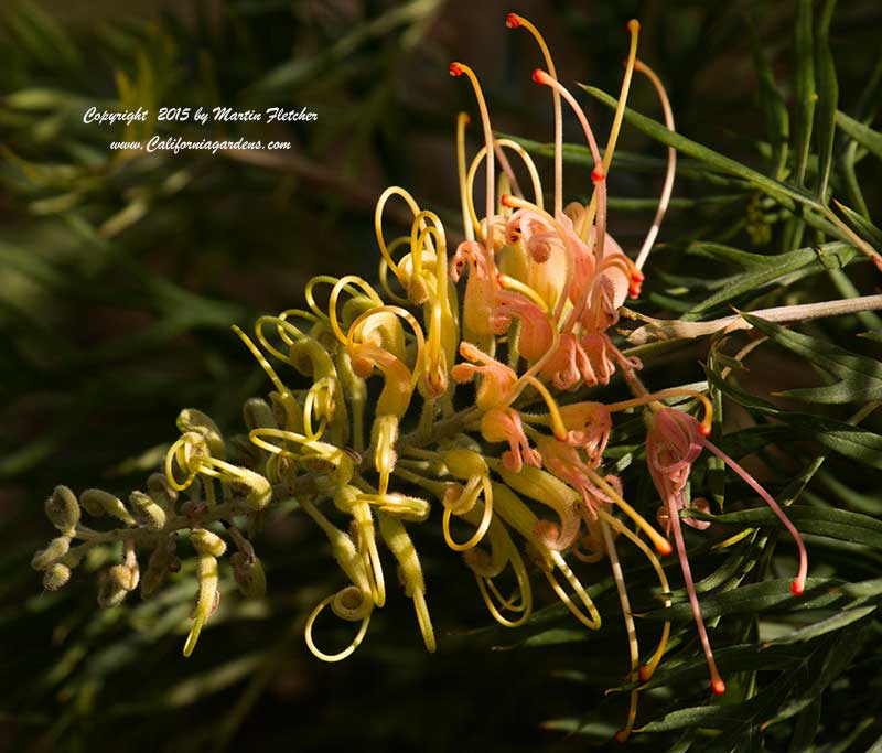 Grevillea Peaches and Cream