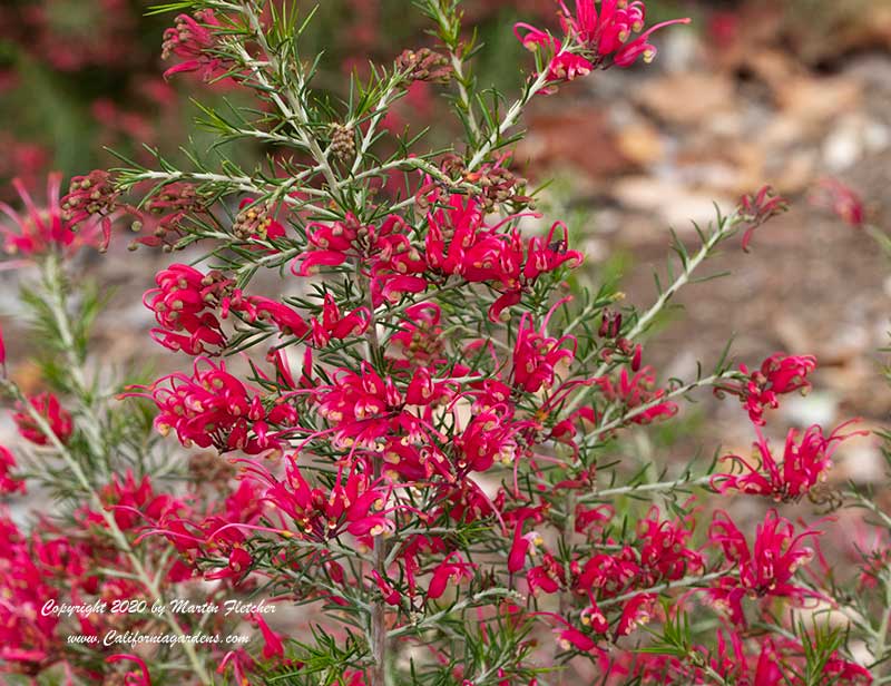 Grevillea Pink Pearl