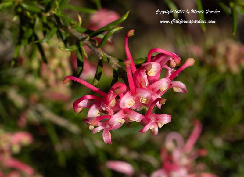 Grevillea Pink Pearl