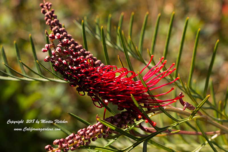 Grevillea Red Hooks