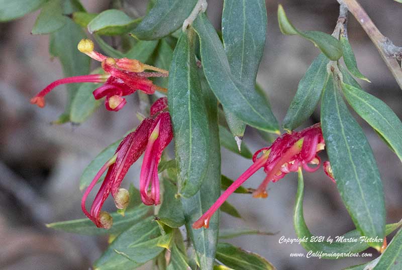 Grevillea Ruby Clusters