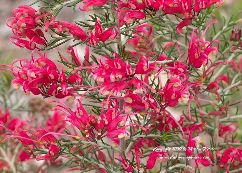 Grevillea Scarlet Sprite