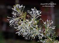 Grevillea White Wings