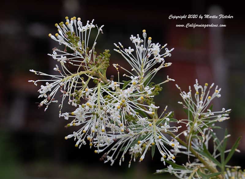 Grevillea White Wings