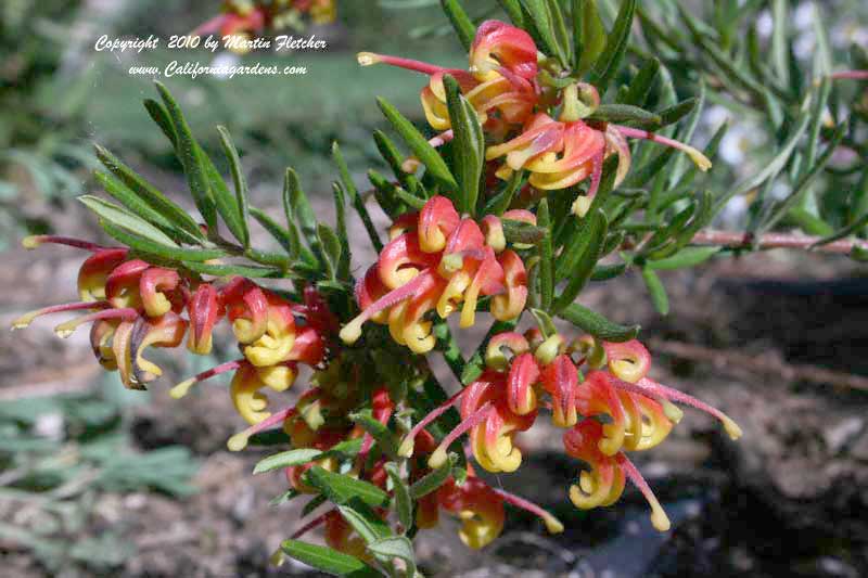 Grevillea alpina, Mountain Grevillea