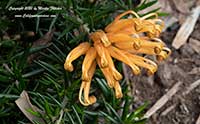 Grevillea juniperina Molonglo, Molonglo Grevillea