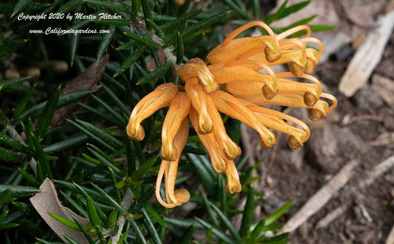 Grevillia juniperina Molonglo, Molonglo Grevillea