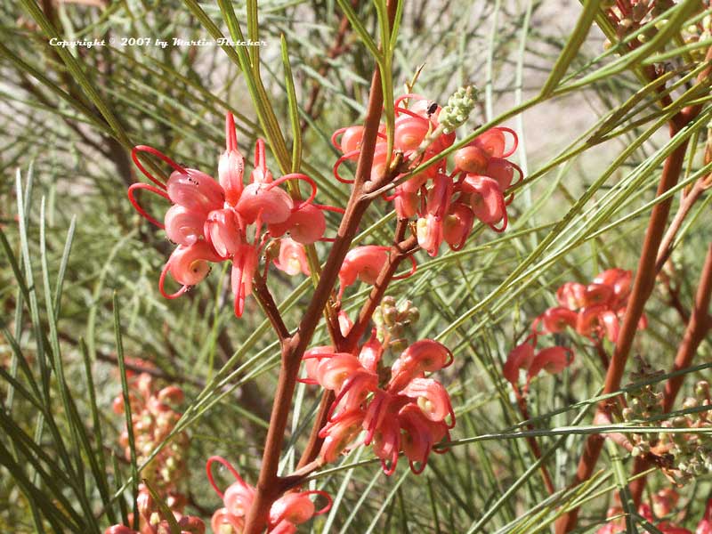 Grevillea Long John