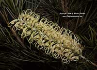 Grevillea Moonlight, Moonlight Grevillea