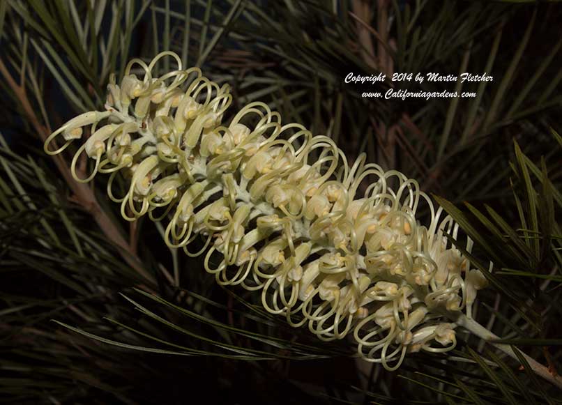 Grevillea Moonlight