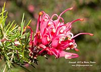 Grevillea noelii, Noel's Grevillea