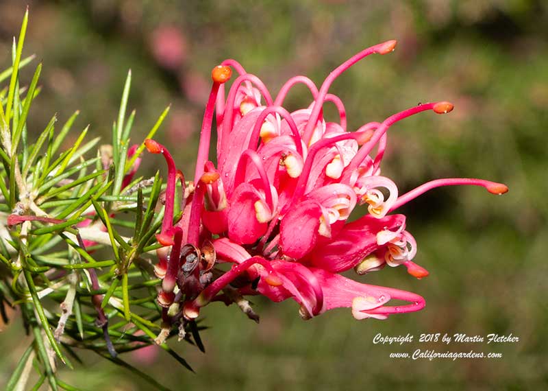 Grevillea noellii, Noel's Grevillea