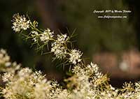 Grevillea paniculata, Spider Flower