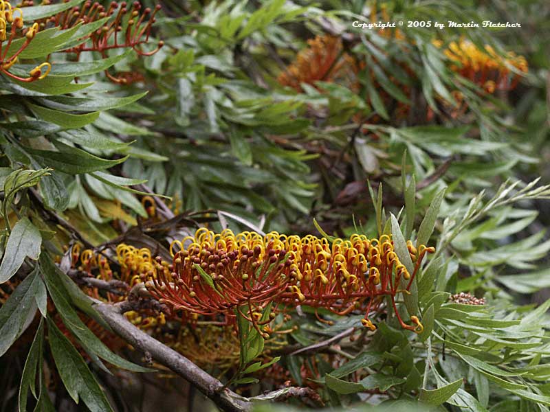 Grevillea robusta, Silky Oak