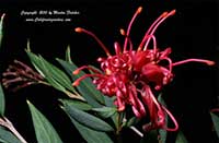 Grevillea victoriae, Royal Grevillea