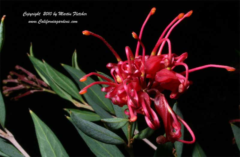 Grevillea victoriae, Royal Grevillea