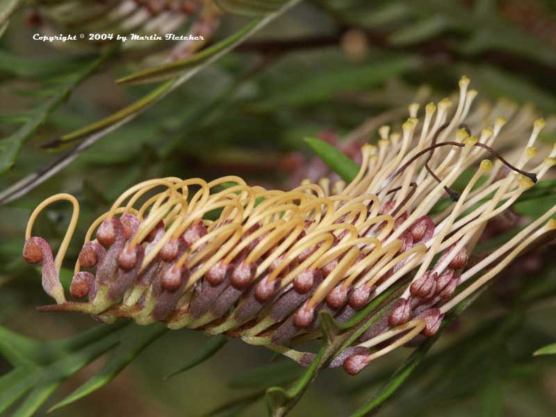 Grevillea Poorinda Blondie