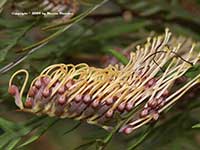 Grevillea Poorinda Blondie, Yellow Toothbrush Grevillea