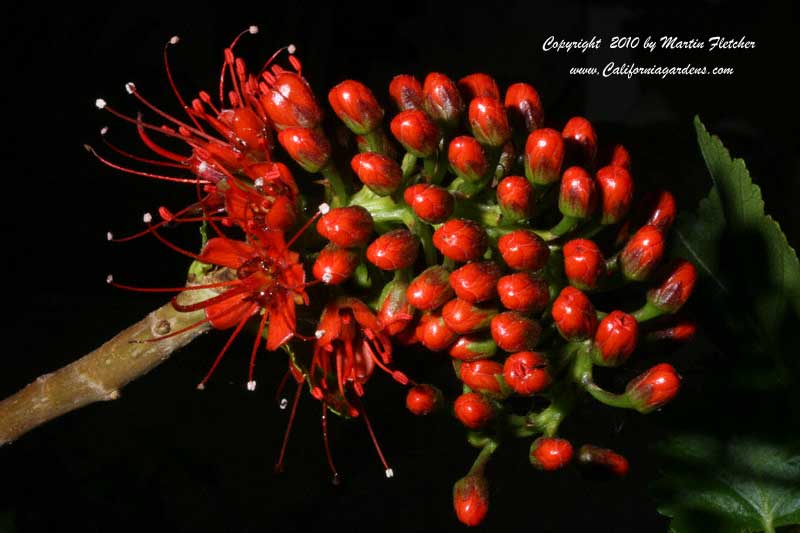 Greyia sutherlandii, Natal Bottlebrush