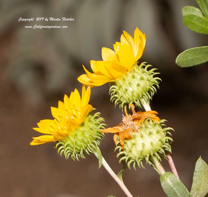 Grindelia camporum, Great Valley Gumweed