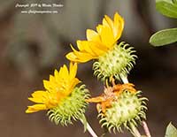 Grindelia camporum, Grindelia robusta, Great Valley Gumweed, Great Valley Gumplant