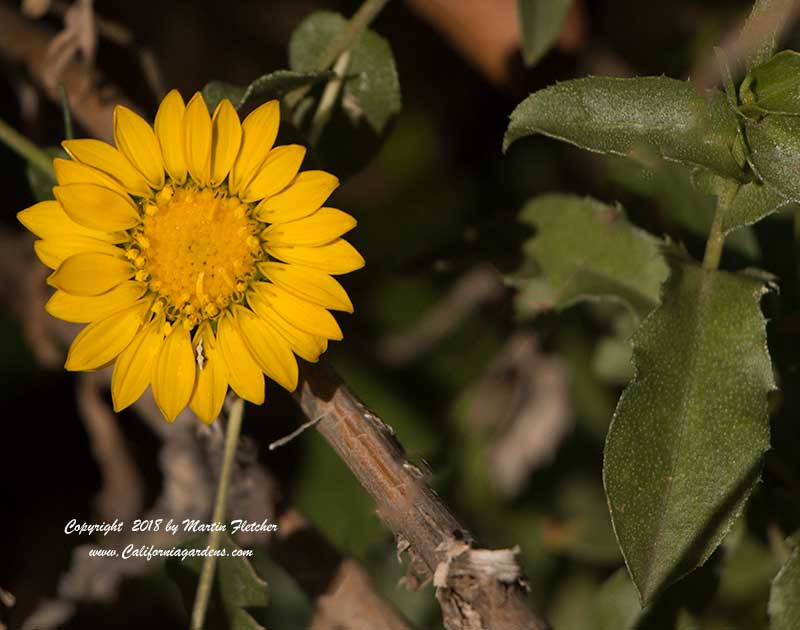 Grindelia camporum, Great Valley Gumweed