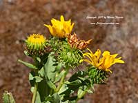 Grindelia stricta, Coastal Gumweed, Coastal Gumplant