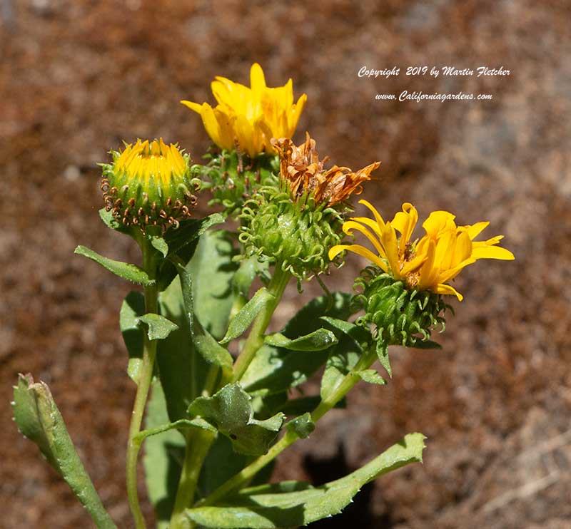 Grindelia stricta, Coastal Gumweed