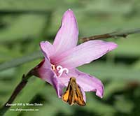 Habranthus robustus Russell Manning, Russell Manning Rain Lily