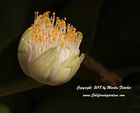 Haemanthus albiflos, White Paintbrush