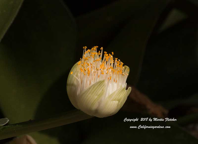 Haemanthus albiflos