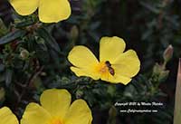 Halimium calycinum, Yellow Rockrose