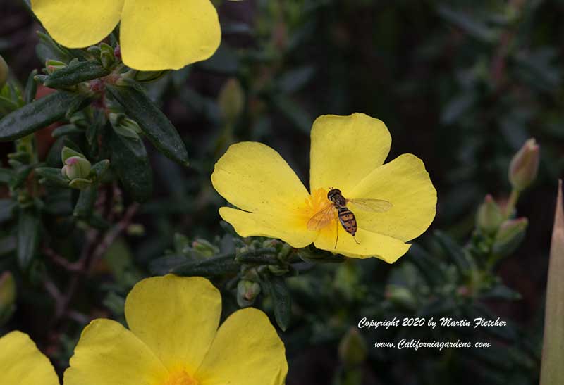 Halimium calycinum, Yellow Rockrose