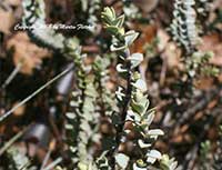 Hebe Silver Beads, Shrubby Veronica