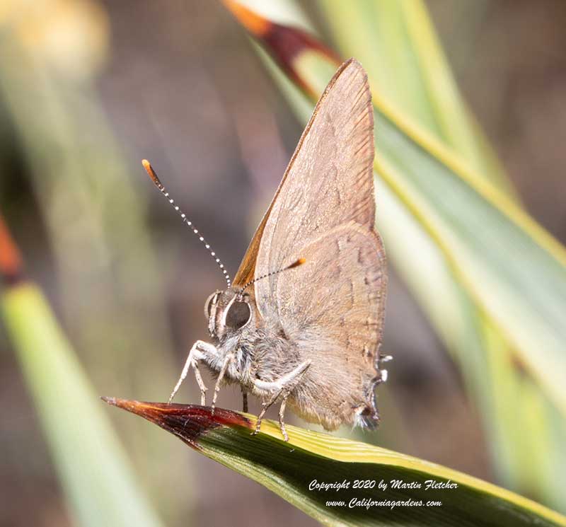 Hedgerow Hairstreak