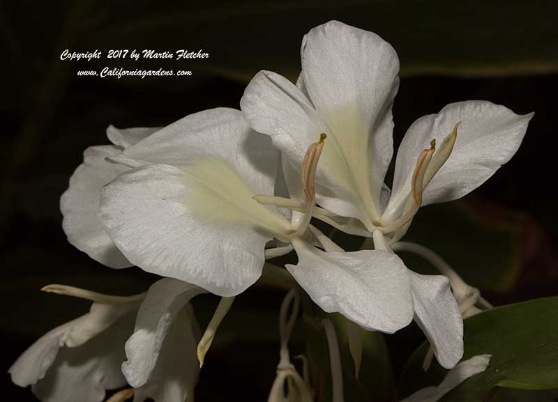 Hedychium coronarium, White Ginger, Butterfly Ginger