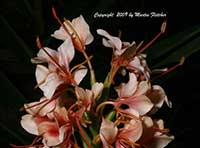 Hedychium gardnerianum Tara, Tara Ginger