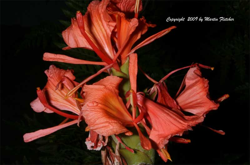 Hedychium greenii, Scarlet Ginger