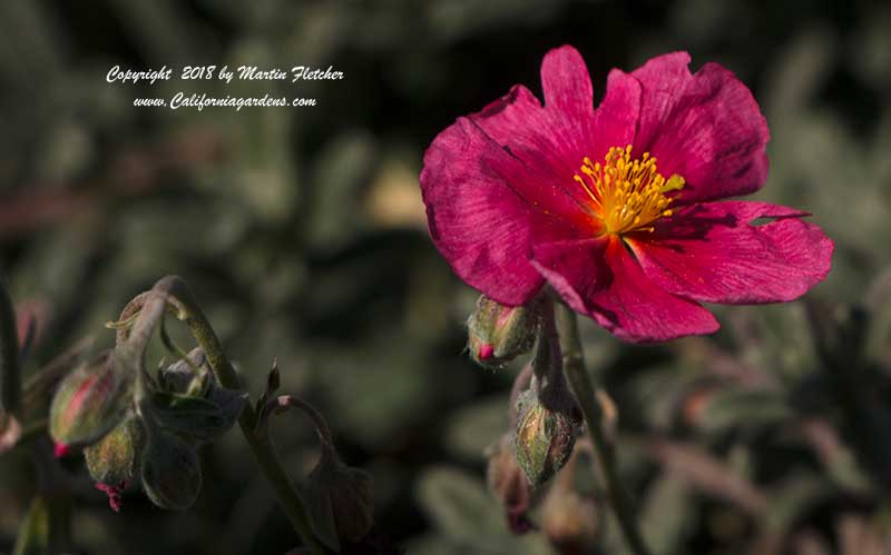 Helianthemum Belgravia Rose, Pink Sunrose